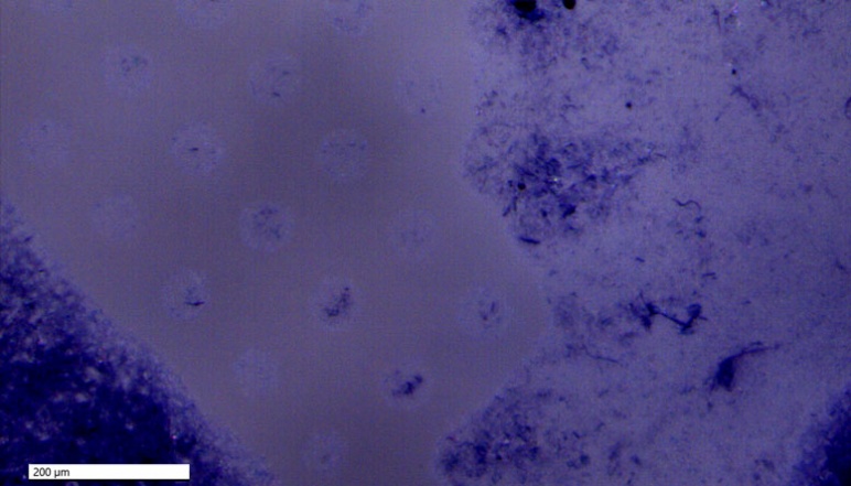 Microscope image of blue printed pattern before bacterial exposure