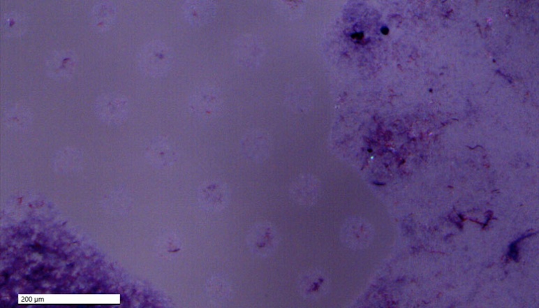 Microscope image of purple printed pattern that has undergone color change after bacterial exposure