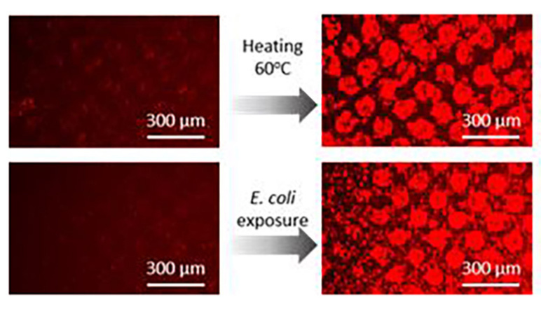 Color changes of ink from dark red to bright red with circles when exposed to E. coli