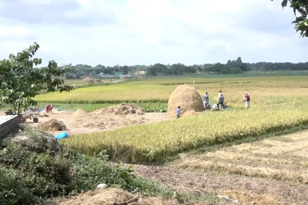 Rice field and farmers