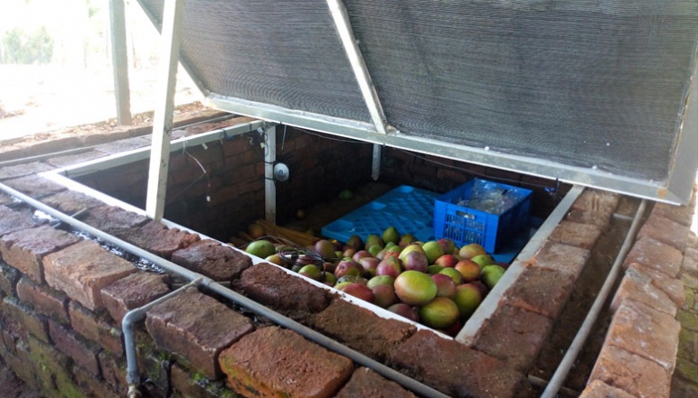 Papayas in brick cooling system in Kenya