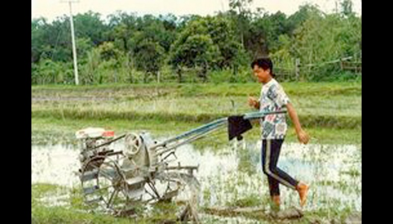 Young man using walking tractor in rice paddy