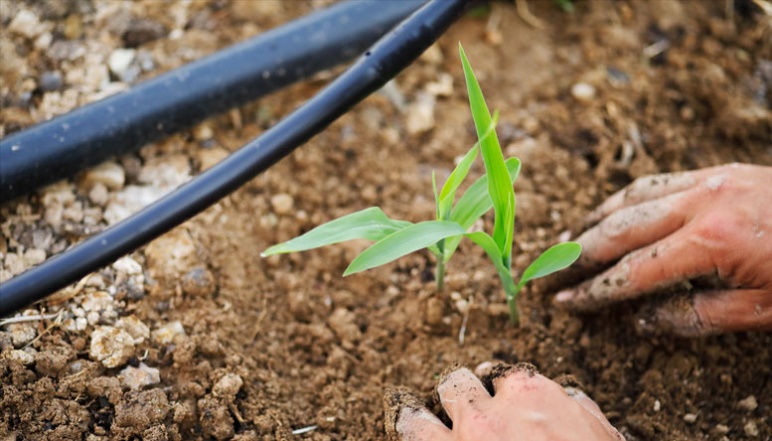 Hands pressing the soil around a young plant