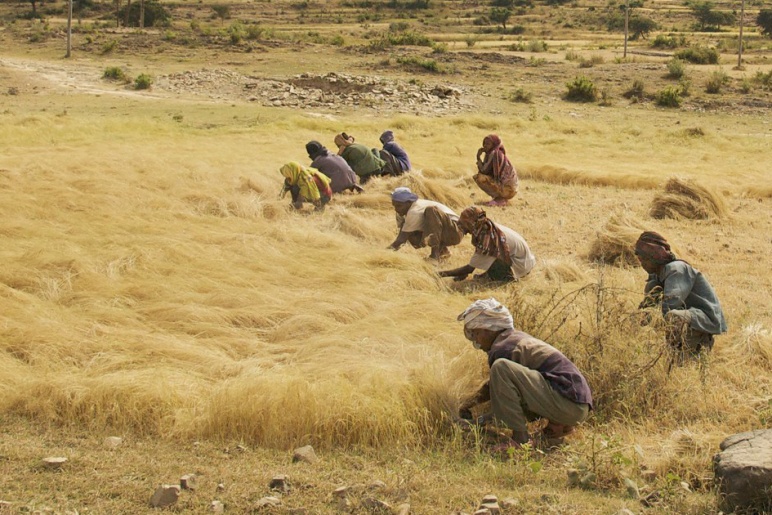 A group of women sit harvesting grains in a dry field.