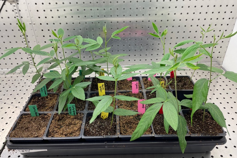 Green seedlings grow in a black tray inside