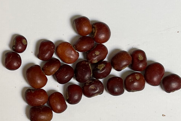 Small red-brown seeds