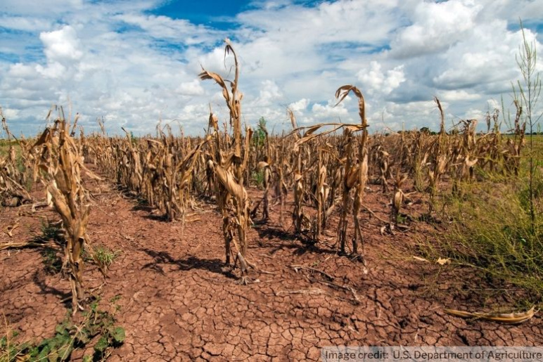 Dried up corn stalks in a dusty field