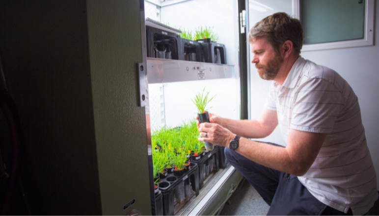 Prof. Des Marais works with the model grass species Brachypodium in plant growth chambers on the MIT campus