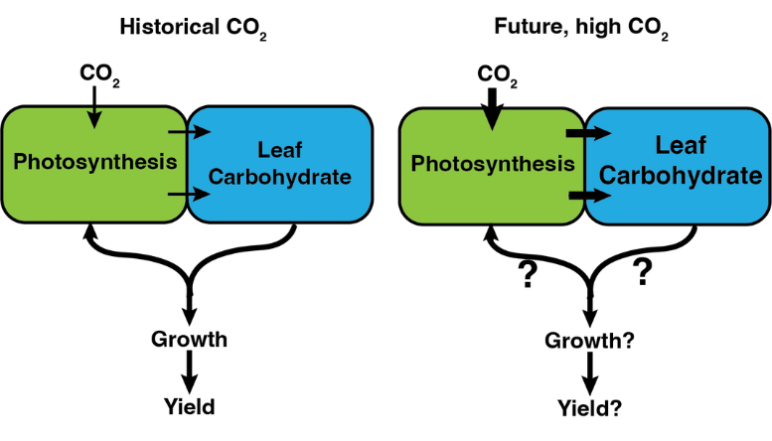 Under a future, high CO2, growing environment plants may not fully exploit the "extra" CO2 available for growth. The proposed work aims to understand the mechanisms that control carbon allocation to harvestable yield.