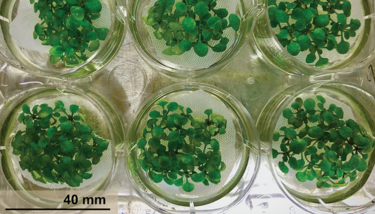 6 containers with Arabidopsis plants