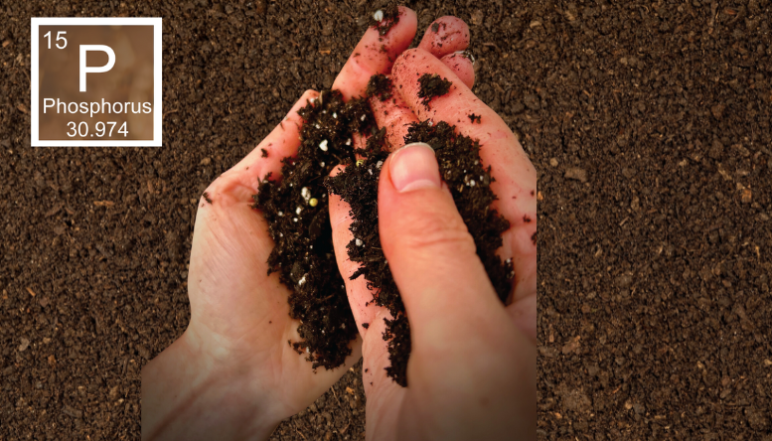 Two hand holding dirt, with a phosphorus periodic table sign