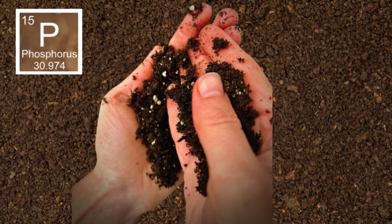 Two hand holding dirt, with a phosphorus periodic table sign 