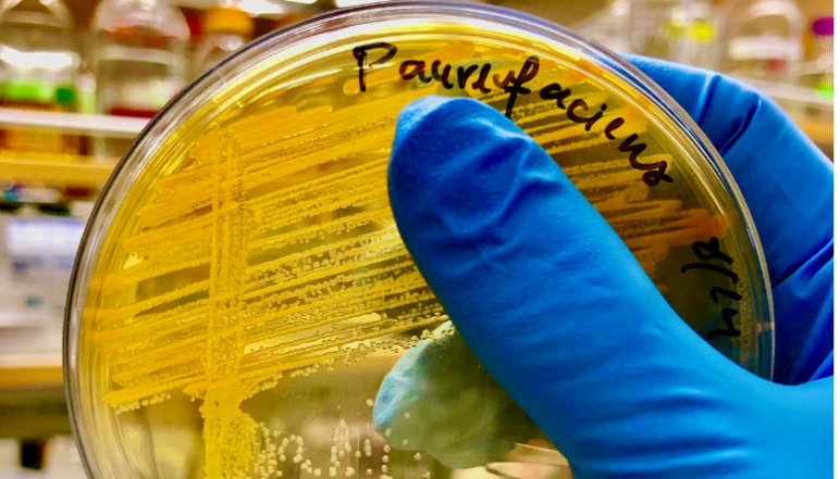 A glove hand holding a petri dish with Soil bacteria like Pseudomonas