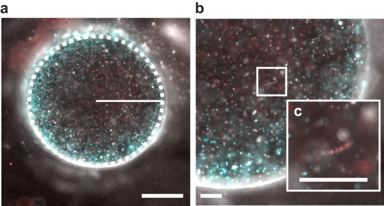 The image depicts a microscopic view of a spherical capsule filled with particles, highlighting areas where microorganisms are active, indicated by specific colors.