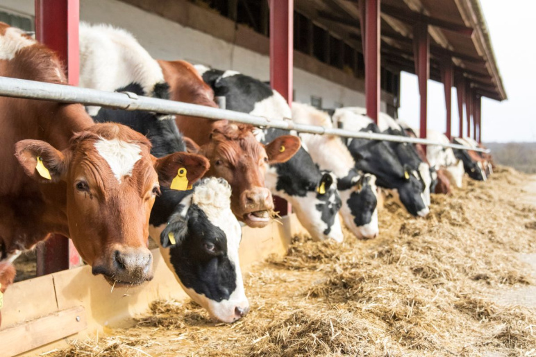 Cattle feeding outside a barn