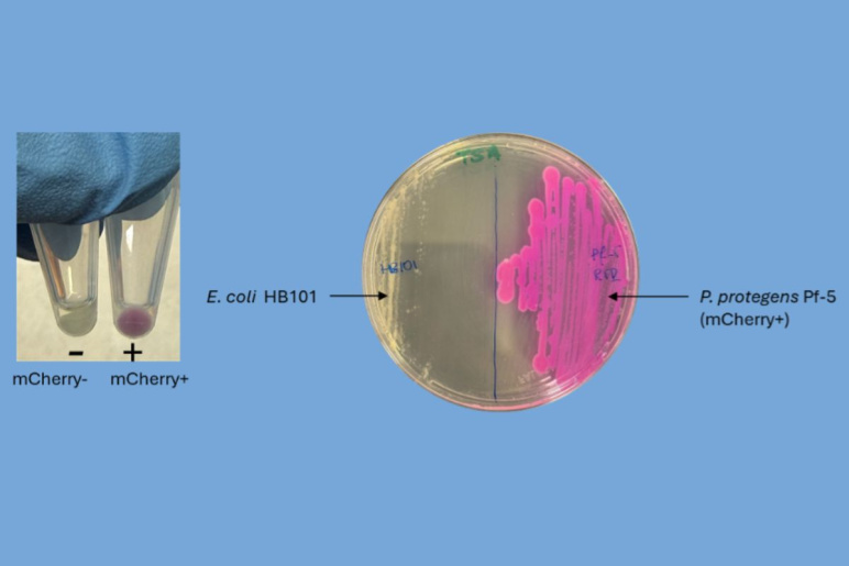 soil bacteria in a petri dish next to another photo of two vials with droplets of clear and pink liquids