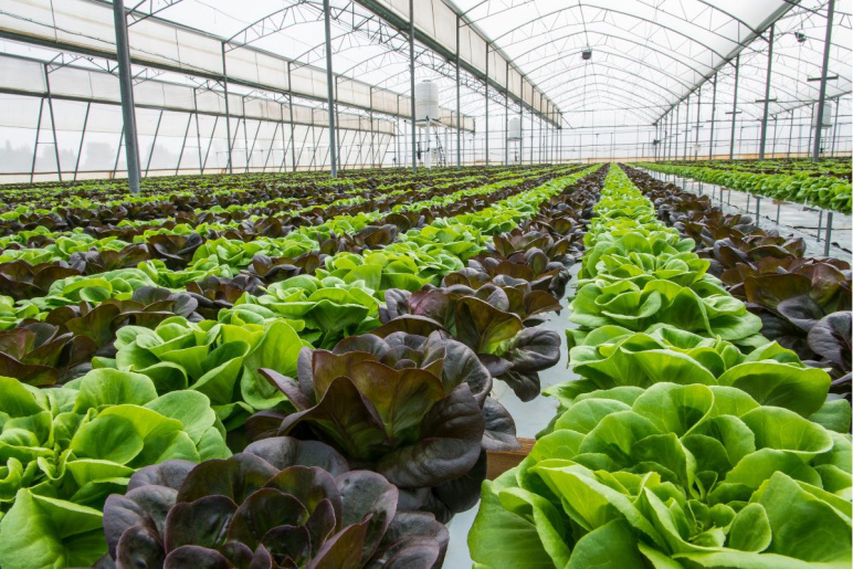 Inside a greenhouse with dark purple and bright green lettuce crops