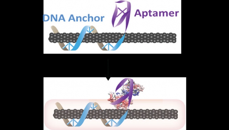 Cartoon depiction of aptamer attaching to DNA anchor