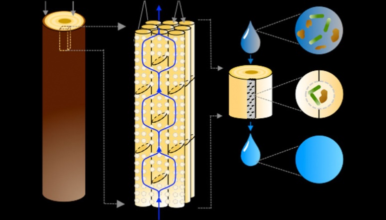 Cartoon break down of xylem material and water filatration