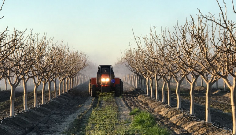 Tractor praying pesiticides on almond trees