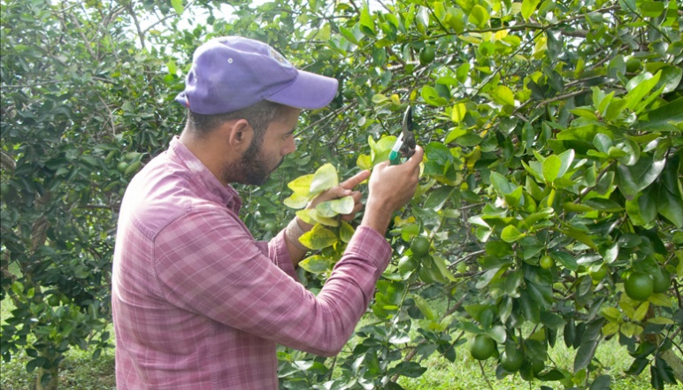 Researcher examining a citrus tree 