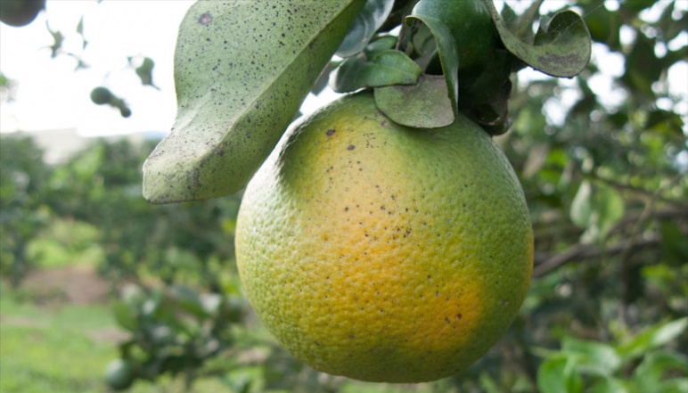 Closeup of infected oragne citrus