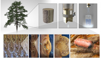 Grid of images including a tree, a plastic bucket with tubing, and microscopic images of wood cells and microbes