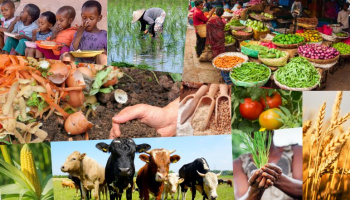 A collage of children eating, corn, tomatoes, food composting, a farmer with a small crop, a rice farmer on a rice farm with shallow water, dairy cows in a field, and a food market in India