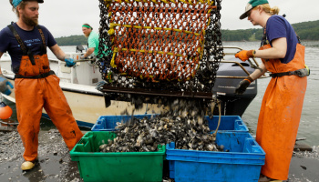 A man and a woman in bright orange waders on a floating barge empty a net full of oysters into four plastic bins.