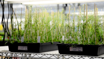 Young plants grow on shelves in a greenhouse