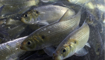 school of river herring underwater