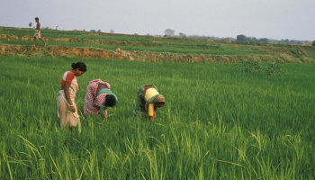 Three women are working in a lush green field, while a man walks in the background.