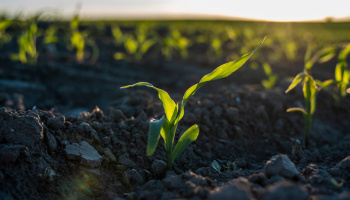 A plant sprouting out of the dirt