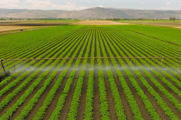 aerial view of irrigation system spraying rows of green crops with mountains in backgrounde