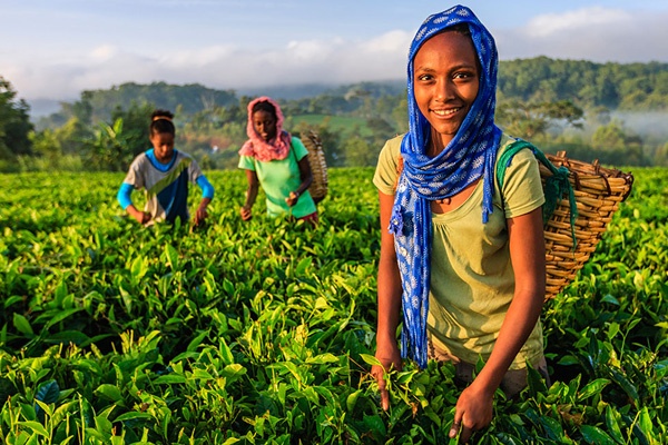 Women picking tea leaves in Africa
