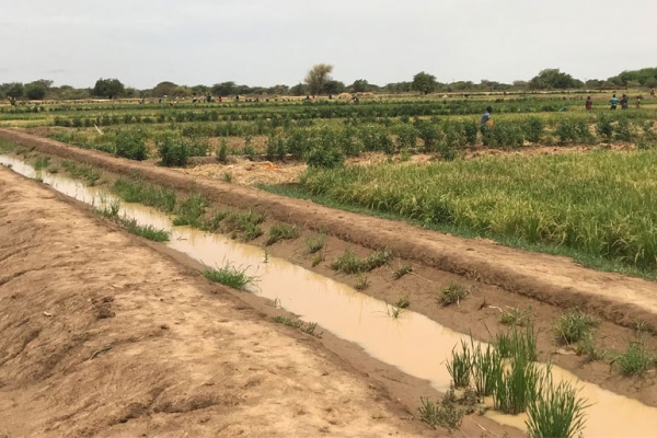 Dry field in Senegal with some green crops in background