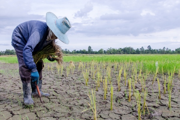 Farmer planting in dry rice patty with large blue hat