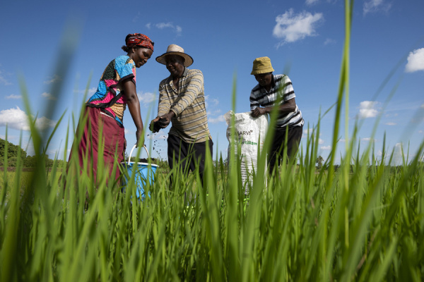 Three farmers in a field, working together to put organic fertilizer on their crops