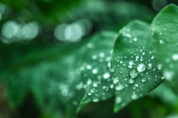 Green leaves with water droplets.
