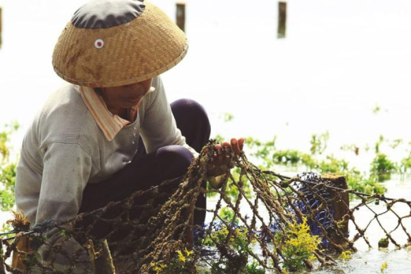 A farmer harvests seaweed in Bali