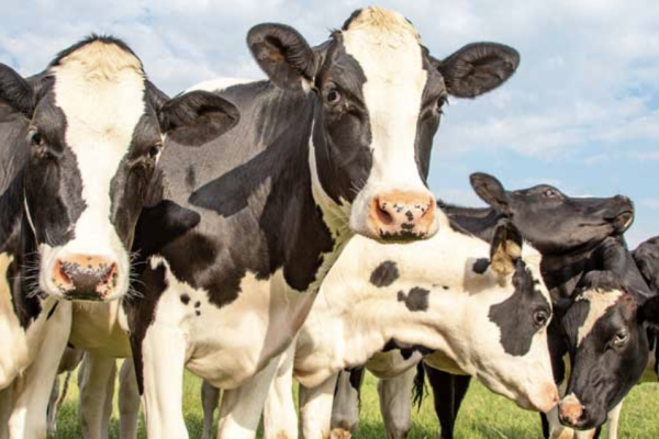 A herd of black and white dairy cows looking at the camera with a clear blue sky in the background.