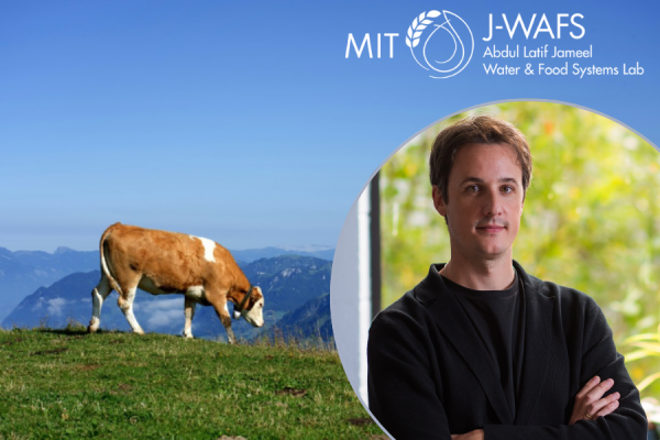 A cow grazing on a mountainous pasture on the left and César Terrer on the right.