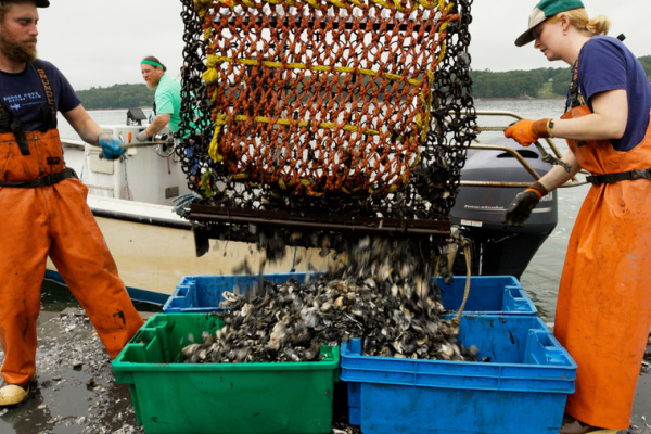 A man and a woman in bright orange waders on a floating barge empty a net full of oysters into four plastic bins.
