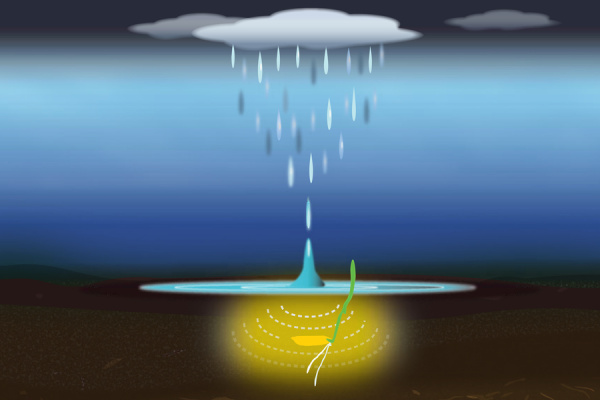 Graphic of rain falling on soil where a seed is buried. Under the soil, radiating lines suggesting a sound wave are surrounded by a yellow glow, and the seed is beginning to sprout.