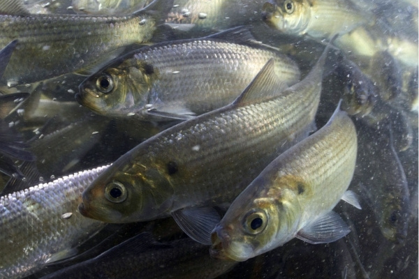 school of river herring underwater