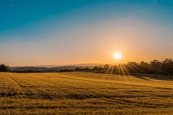 Sun setting over a field