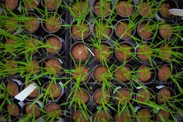 Overhead shot of plants in a lab