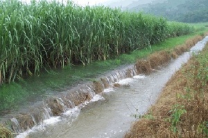 water running off of sugarcane field