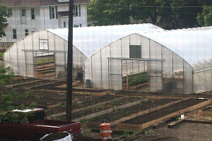 Photograph of two greenhouses with plants growing in both of them. There are also plant beds outside the greenhouses and a white house in behind the greenhouses. There is also a red truck in the front of the frame