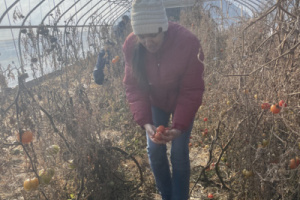 Woman picking up tomatoes and putting it in a basket in a green house 